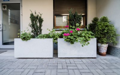 Jakie rośliny zasadzić w betonowych donicach?